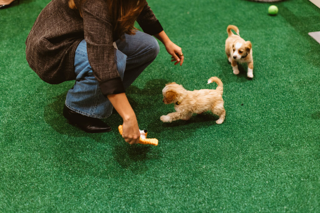 A person crouches on green artificial turf, holding a toy for a small tan and white puppy, while another puppy stands nearby.